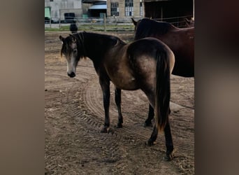 Mustang (canadien) Croisé, Jument, 2 Ans, 155 cm, Buckskin