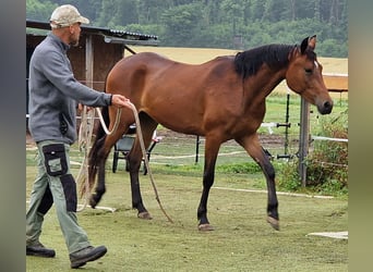 Mustang (canadien), Jument, 3 Ans, 157 cm, Bai