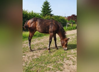 Mustang (canadien) Croisé, Jument, Poulain (02/2024), 150 cm, Bai