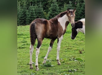 Mustang (canadien), Jument, Poulain (05/2023), 153 cm, Pinto