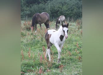 Mustang (canadien), Jument, Poulain (06/2023), 154 cm, Pinto