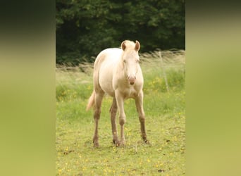 Mustang (kanadensisk), Hingst, 1 år, 150 cm, Palomino