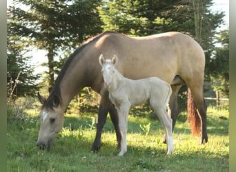 Mustang (kanadensisk), Hingst, 1 år, 150 cm, Palomino