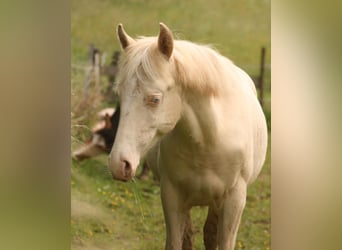 Mustang (kanadensisk), Hingst, 1 år, 150 cm, Palomino