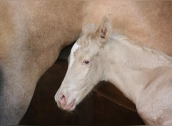 Mustang (kanadensisk), Hingst, Föl (09/2023), 150 cm, Palomino