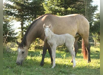 Mustang (kanadensisk), Hingst, Föl (09/2023), 150 cm, Palomino