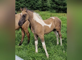 Mustang (kanadensisk), Hingst, Föl (06/2023), 150 cm, Pinto
