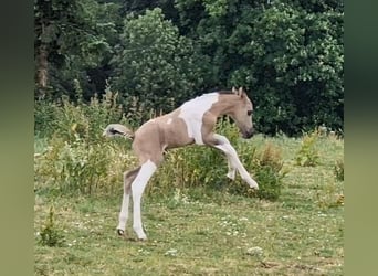 Mustang (kanadensisk), Hingst, Föl (06/2023), 150 cm, Pinto