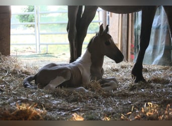 Mustang (kanadensisk), Hingst, Föl (06/2023), 150 cm, Pinto
