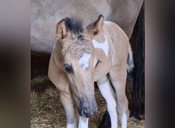 Mustang (kanadensisk), Hingst, Föl (06/2023), 150 cm, Pinto