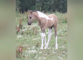 Mustang (kanadensisk), Hingst, Föl (06/2023), 150 cm, Pinto