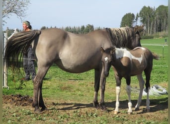 Mustang (kanadensisk), Hingst, Föl (06/2023), 150 cm, Pinto