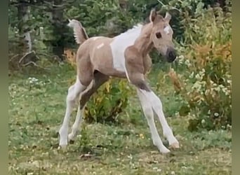 Mustang (kanadensisk), Hingst, Föl (06/2023), 150 cm, Pinto