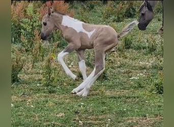 Mustang (kanadensisk), Hingst, Föl (06/2023), 150 cm, Pinto