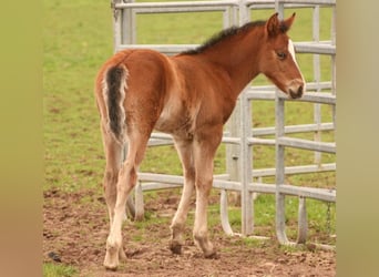 Mustang (kanadensisk), Hingst, Föl (03/2024), 156 cm, Brun