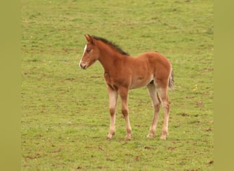 Mustang (kanadensisk), Hingst, Föl (03/2024), 156 cm, Brun