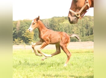 Mustang (kanadensisk), Hingst, Föl (08/2023), 156 cm, Brun