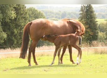 Mustang (kanadensisk), Hingst, Föl (08/2023), 156 cm, Brun