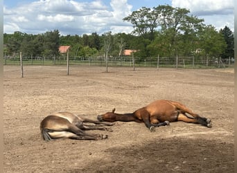 Mustang (kanadensisk) Blandning, Sto, 1 år, 155 cm, Gulbrun