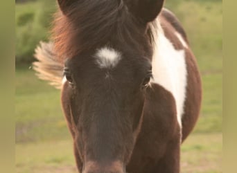 Mustang (kanadensisk), Sto, 1 år, 155 cm, Tobiano-skäck-alla-färger