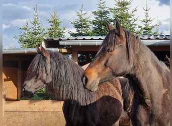 Mustang (kanadensisk), Sto, 7 år, 157 cm, Rökfärgad svart