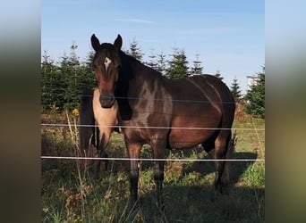 Mustang (kanadensisk), Sto, 8 år, 157 cm, Rökfärgad svart