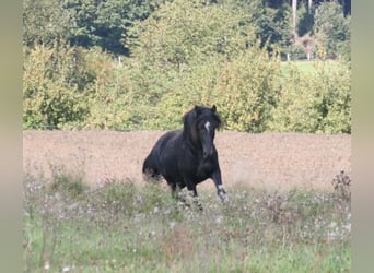 Mustang (kanadensisk), Sto, 8 år, 157 cm, Rökfärgad svart