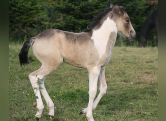 Mustang (kanadensisk), Sto, Föl (05/2023), 153 cm, Pinto