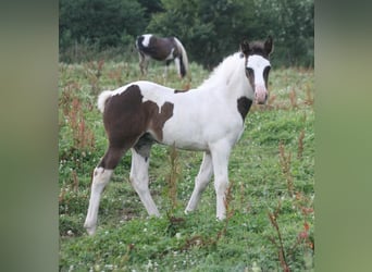 Mustang (kanadensisk), Sto, Föl (06/2023), 154 cm, Pinto