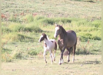 Mustang (kanadensisk), Sto, Föl (06/2023), 154 cm, Pinto