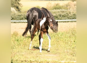 Mustang (kanadensisk), Sto, Föl (08/2023), 155 cm, Tobiano-skäck-alla-färger