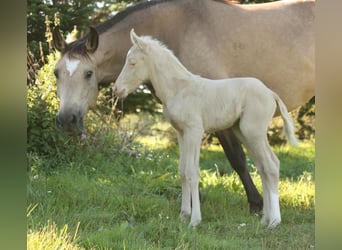 Mustang (kanadisch), Hengst, Fohlen (09/2023), 150 cm, Palomino