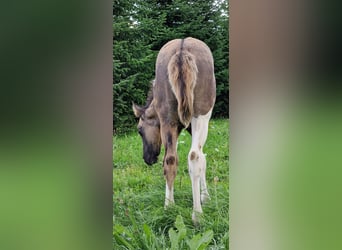 Mustang (kanadisch), Hengst, Fohlen (06/2023), 150 cm, Schecke