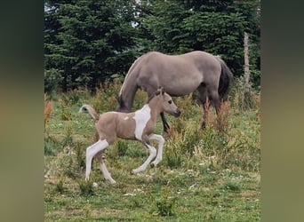 Mustang (kanadisch), Hengst, Fohlen (06/2023), 150 cm, Schecke