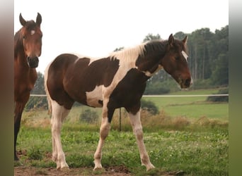 Mustang (kanadisch), Hengst, Fohlen (03/2024), 155 cm, Tobiano-alle-Farben