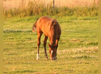 Mustang (kanadisch), Hengst, Fohlen (03/2024), 156 cm, Brauner