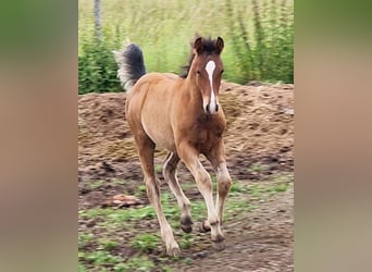 Mustang (kanadisch), Hengst, Fohlen (03/2024), 156 cm, Brauner