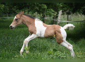 Mustang (kanadisch), Hengst, 3 Jahre, 156 cm, Tobiano-alle-Farben