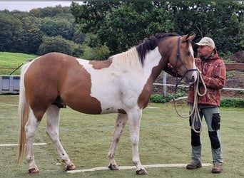 Mustang (kanadisch), Hengst, 3 Jahre, 156 cm, Tobiano-alle-Farben