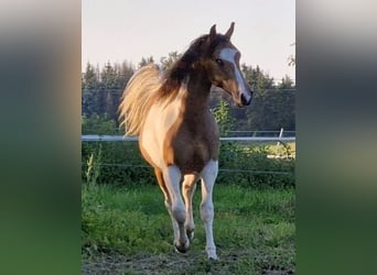 Mustang (kanadisch), Hengst, 3 Jahre, 156 cm, Tobiano-alle-Farben