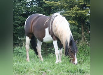 Mustang (kanadisch), Stute, 12 Jahre, 147 cm, Tobiano-alle-Farben