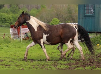 Mustang (kanadisch), Stute, 12 Jahre, 147 cm, Tobiano-alle-Farben