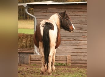 Mustang (kanadisch), Stute, 12 Jahre, 147 cm, Tobiano-alle-Farben