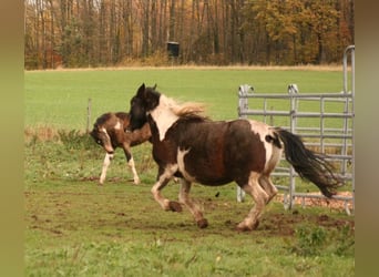 Mustang (kanadisch), Stute, 12 Jahre, 147 cm, Tobiano-alle-Farben