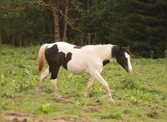 Mustang (kanadisch), Stute, 1 Jahr, 154 cm, Schecke
