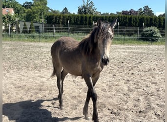 Mustang (kanadisch) Mix, Stute, 1 Jahr, 155 cm, Buckskin