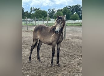 Mustang (kanadisch) Mix, Stute, 1 Jahr, 155 cm, Buckskin