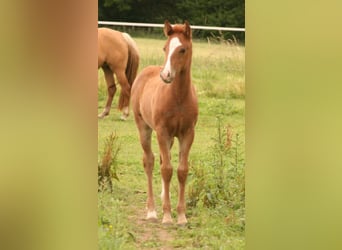 Mustang (kanadisch), Stute, 1 Jahr, 155 cm, Fuchs