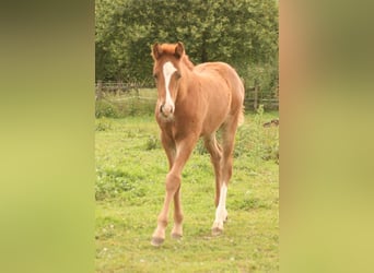 Mustang (kanadisch), Stute, 1 Jahr, 155 cm, Fuchs