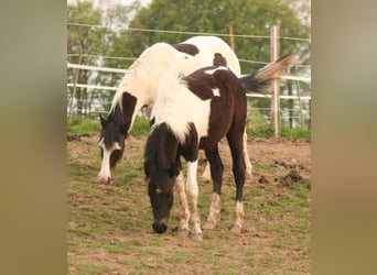 Mustang (kanadisch), Stute, 1 Jahr, 155 cm, Tobiano-alle-Farben